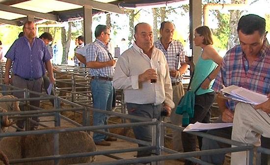 Lana y carne son el camino para la rentabilidad del rubro ovino